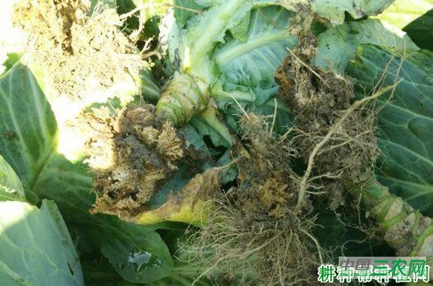 甘蓝长怎么样？