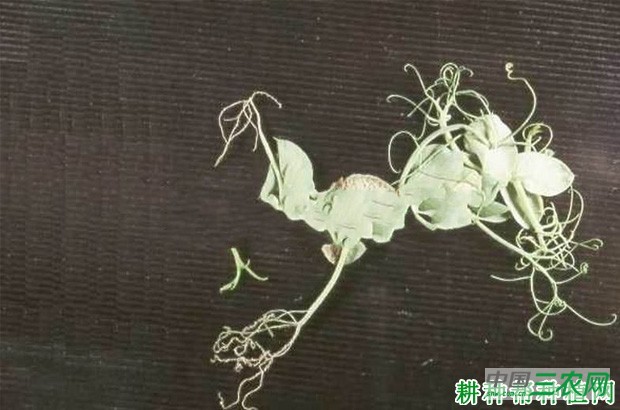 豌豆霜霉病如何防治？