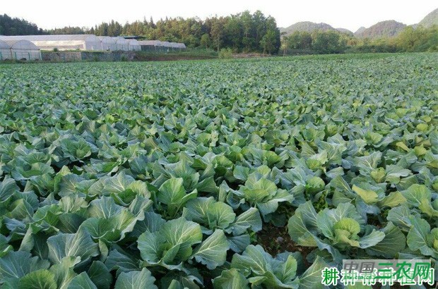 甘蓝长怎么样？