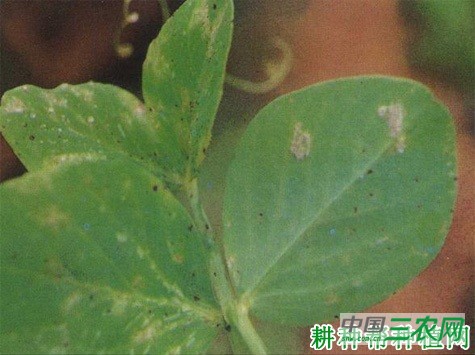 豌豆霜霉病如何防治？