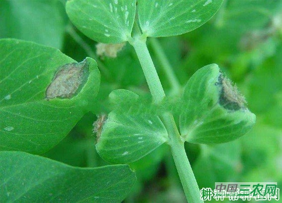 豌豆霜霉病如何防治？
