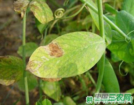 豌豆褐纹病如何防治？