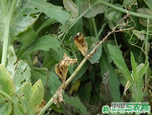 豌豆褐纹病如何防治？