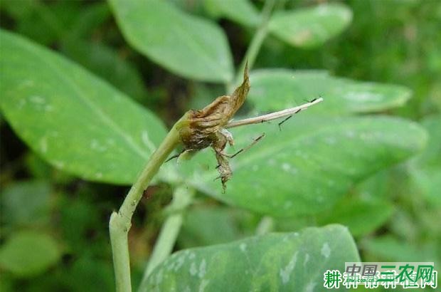 豌豆芽枯病如何防治？