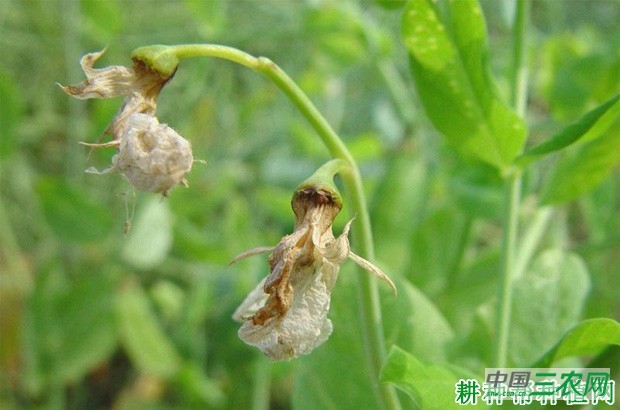豌豆芽枯病如何防治？