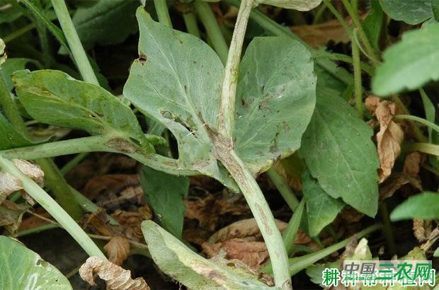 豌豆褐斑病如何防治？
