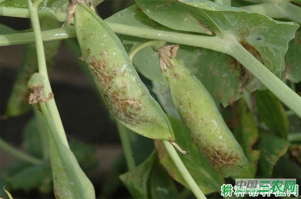 豌豆褐斑病如何防治？