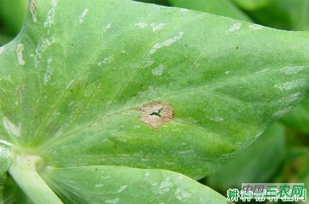 豌豆褐斑病如何防治？