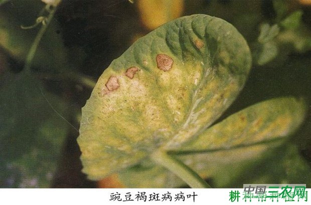 豌豆褐斑病如何防治？