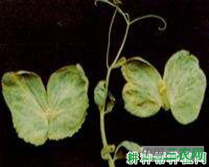 豌豆花叶病如何防治？
