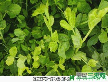 豌豆花叶病如何防治？