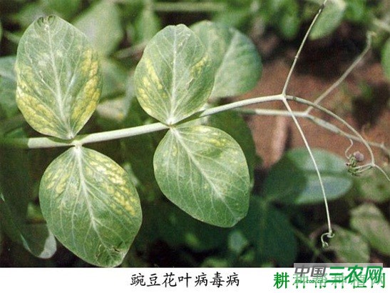 豌豆花叶病如何防治？