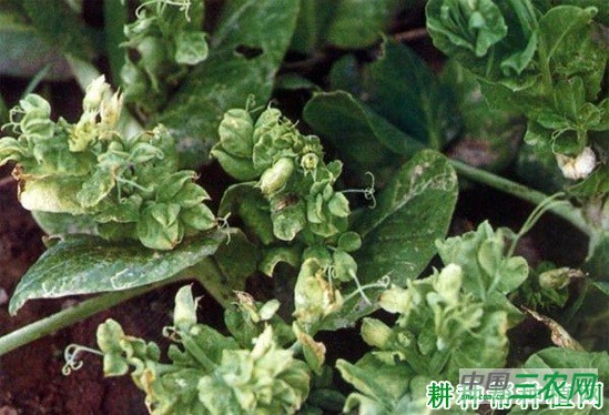 豌豆病毒病如何防治？