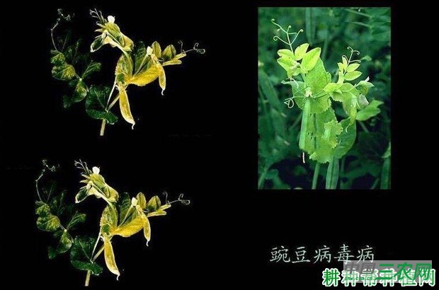 豌豆病毒病如何防治？