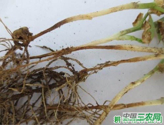 豌豆根腐病如何防治? 豌豆根腐病如何防治?