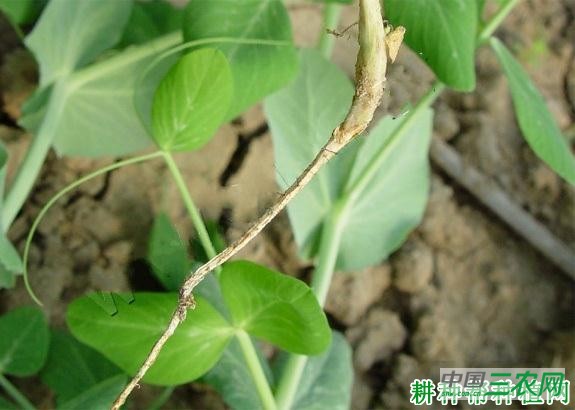 豌豆根腐病如何防治? 豌豆根腐病如何防治?