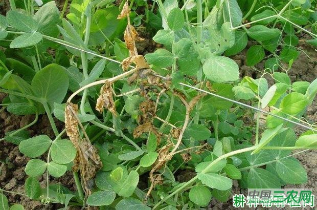 豌豆根腐病如何防治? 豌豆根腐病如何防治?