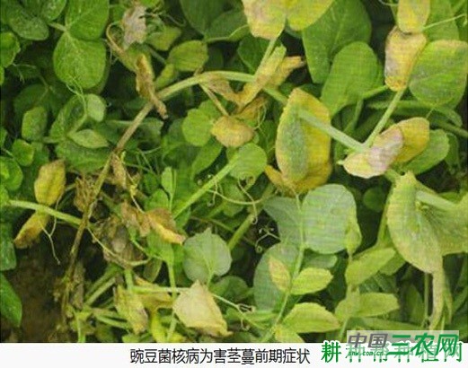 豌豆菌核病如何防治？