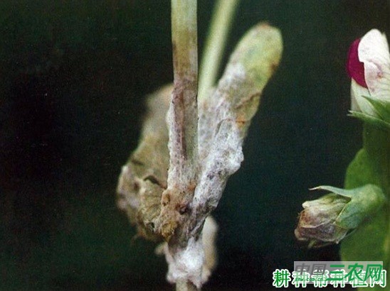 豌豆菌核病如何防治？