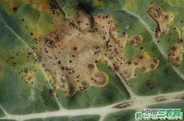 西兰花(青花菜)立枯病如何防治? 西兰花(青花菜)立枯病如何防治?