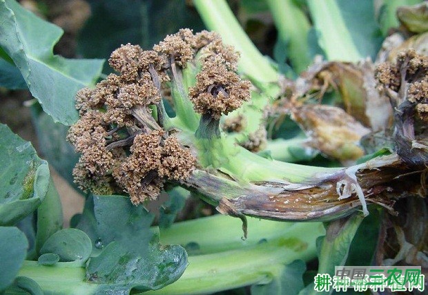 西兰花（青花菜）霜霉病如何防治？