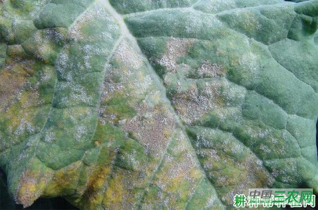 西兰花（青花菜）霜霉病如何防治？