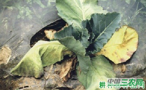 西兰花(青花菜)立枯病如何防治? 西兰花(青花菜)立枯病如何防治?