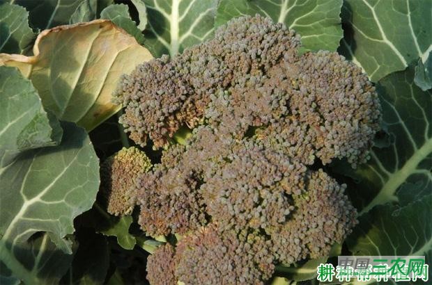 西兰花（青花菜）霜霉病如何防治？