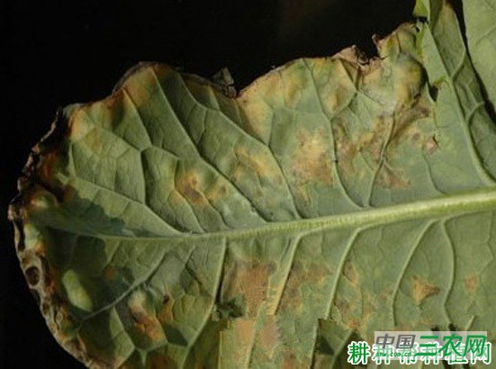 西兰花(青花菜)立枯病如何防治? 西兰花(青花菜)立枯病如何防治?