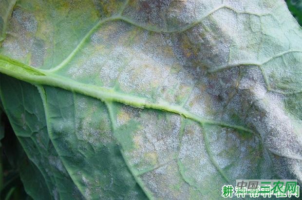 西兰花（青花菜）霜霉病如何防治？