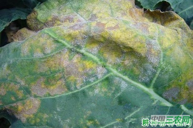西兰花（青花菜）霜霉病如何防治？