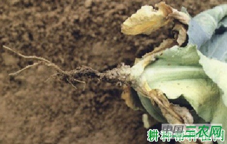 西兰花(青花菜)立枯病如何防治? 西兰花(青花菜)立枯病如何防治?