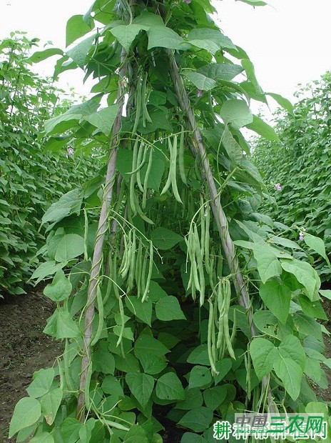 青兰湖四季豆品种好不好? 青兰湖四季豆品种好不好?