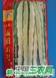 赤裕八号四季豆品种好不好? 赤裕八号四季豆品种好不好?