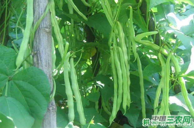 赤裕八号四季豆品种好不好? 赤裕八号四季豆品种好不好?