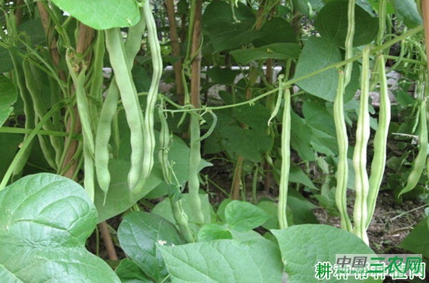 赤裕八号四季豆品种好不好? 赤裕八号四季豆品种好不好?