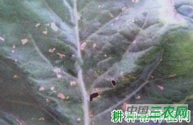 西兰花(青花菜)角斑病如何防治? 西兰花(青花菜)角斑病如何防治?