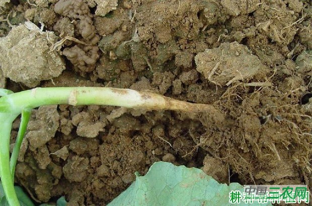 西兰花(青花菜)黑胫病如何防治? 西兰花(青花菜)黑胫病如何防治?