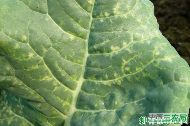 西兰花(青花菜)病毒病如何防治? 西兰花(青花菜)病毒病如何防治?