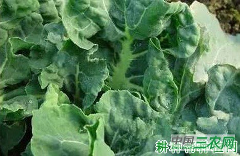 西兰花(青花菜)病毒病如何防治? 西兰花(青花菜)病毒病如何防治?