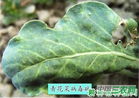 西兰花(青花菜)病毒病如何防治? 西兰花(青花菜)病毒病如何防治?