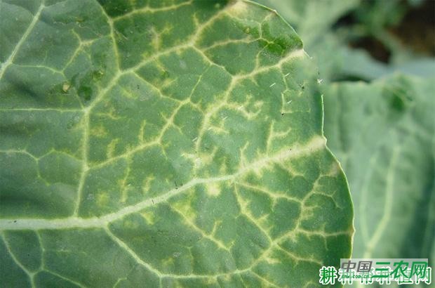 西兰花(青花菜)病毒病如何防治? 西兰花(青花菜)病毒病如何防治?