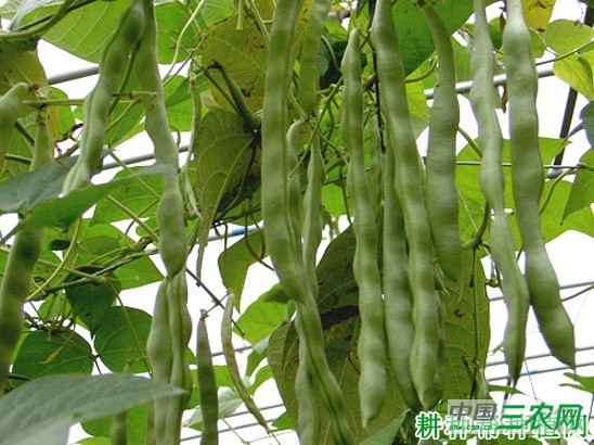 太空菜豆1号四季豆品种好不好? 太空菜豆1号四季豆品种好不好?