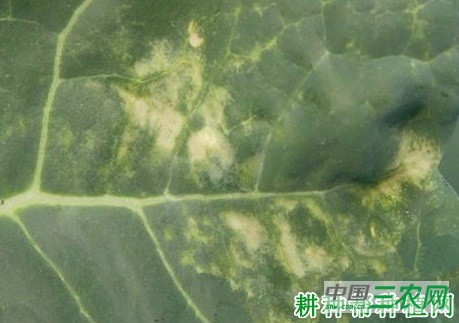 西兰花(青花菜)白锈病如何防治? 西兰花(青花菜)白锈病如何防治?