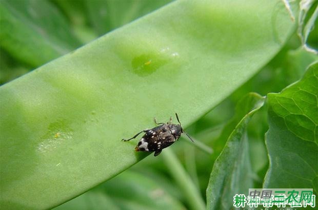 豌豆如何防治豌豆象? 豌豆如何防治豌豆象?