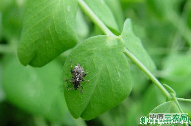 豌豆如何防治豌豆象? 豌豆如何防治豌豆象?
