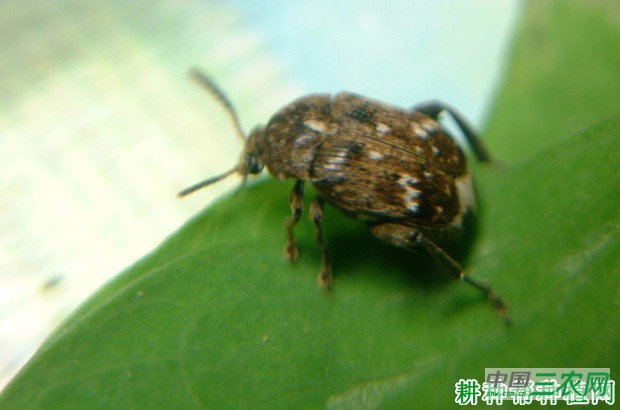 豌豆如何防治豌豆象? 豌豆如何防治豌豆象?