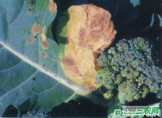 西兰花(青花菜)黑斑病如何防治? 西兰花(青花菜)黑斑病如何防治?