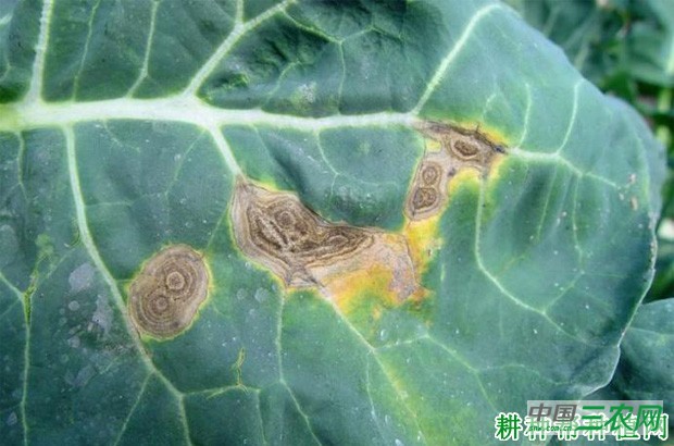 西兰花(青花菜)黑斑病如何防治? 西兰花(青花菜)黑斑病如何防治?