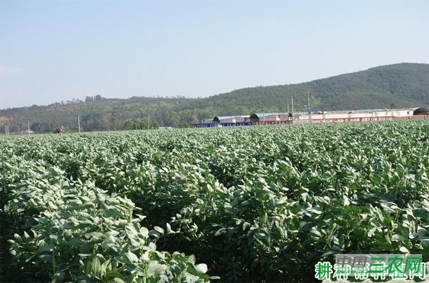 大朋一寸四季豆品种好不好? 大朋一寸四季豆品种好不好?